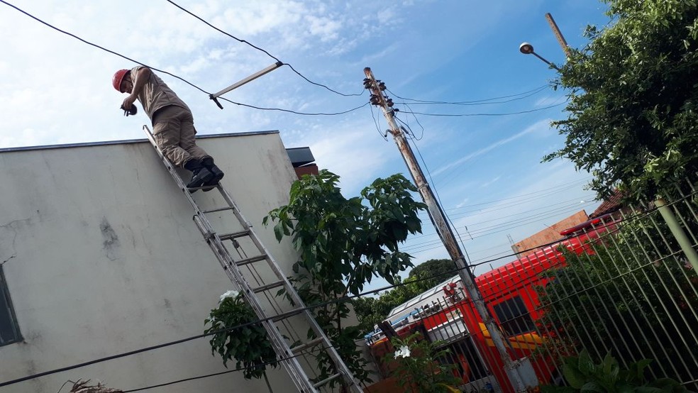 Animais também foram atacados pelas abelhas (Foto: Corpo de Bombeiros de MT/Assessoria)