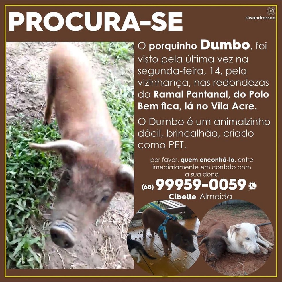 Dumbo está sendo procurado pela família — Foto: Arquivo pessoal