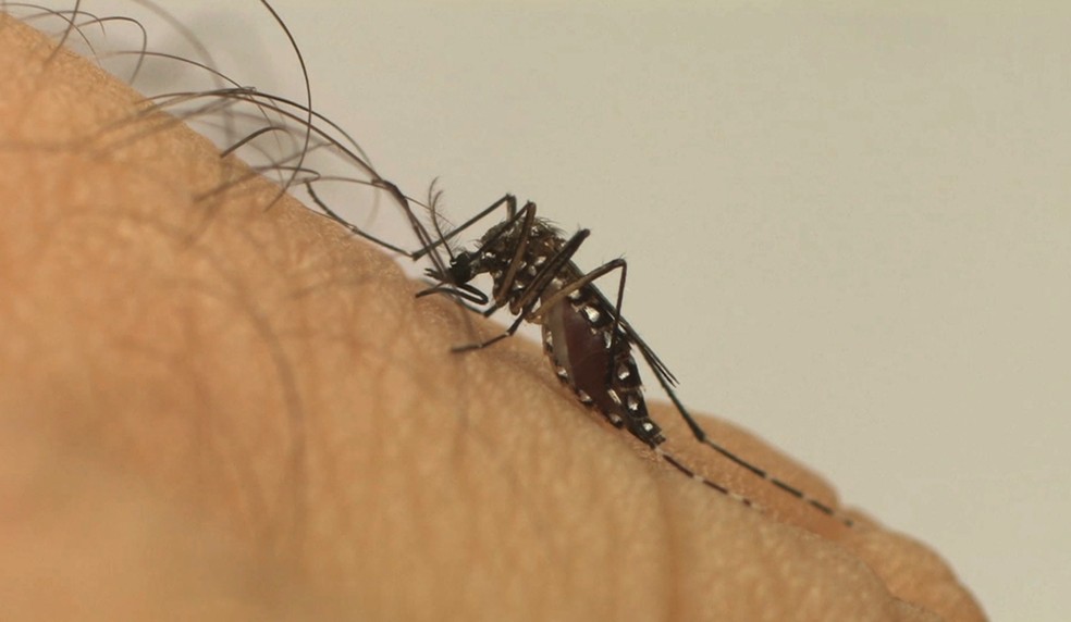 Mosquito Aedes aegypti, transmissor das doenças dengue, zika e chikungunya.  — Foto: Divulgação/Governo ES