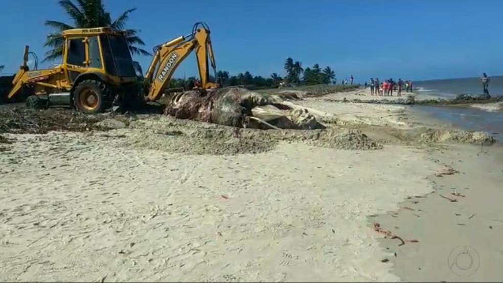 Baleia Ã© encontrada morta em praia de Lucena, no Litoral da ParaÃ­ba â Foto: ReproduÃ§Ã£o/TV Cabo Branco