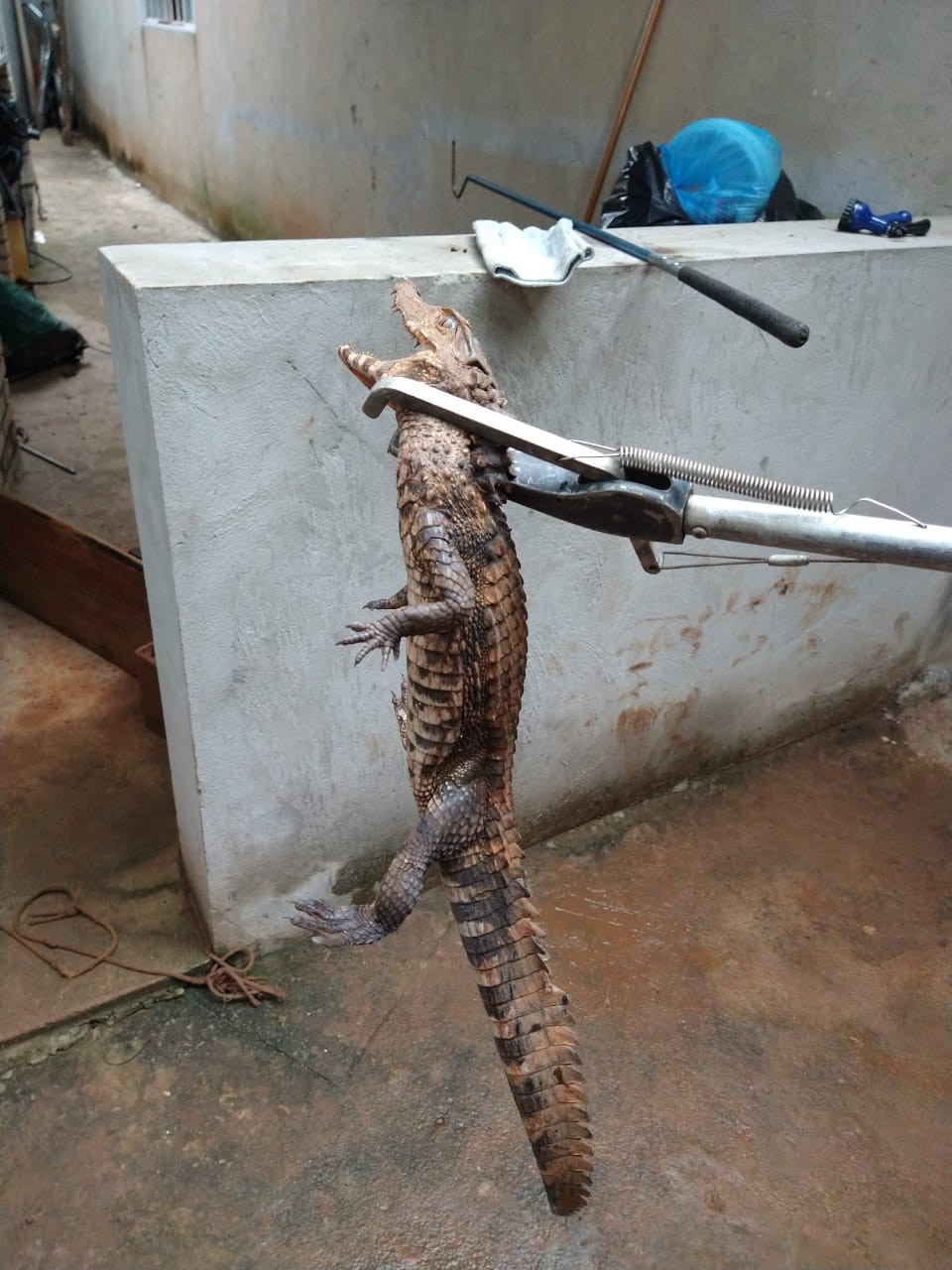 Filhote de jacaré é resgatado em chácara em São Sebastião, no DF