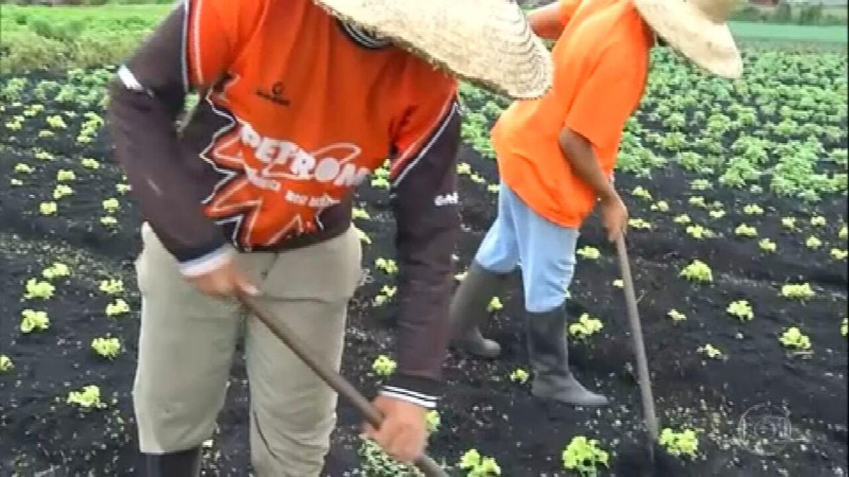 Excesso de chuva prejudica plantações de hortaliças em Mogi das Cruzes thumbnail