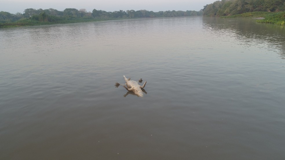 Jacaré aparece morto em rio do Pantanal de MS após queimadas. — Foto: Chico Gomes/TV Morena