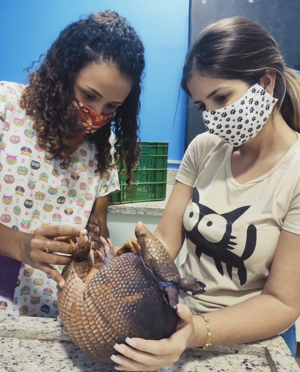 Fisioterapeuta Joisyany Ceber Anselmi ajudou a salvar tatu — Foto: Joisyany Ceber Anselmi/Cedida