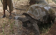 Tartaruga se refresca de 
forte onda de calor na Índia (/Mahesh Kumar A./AP)