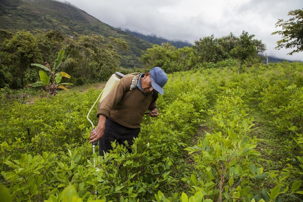 AplicaÃ§Ã£o de pesticidas em plantaÃ§Ã£o de coca na BolÃ­via â€” Foto: William Wroblewski/AFP