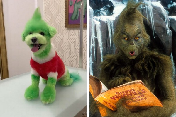 O cãozinho transformado em Grinch; o personagem interpretado por Jim Carrey (Foto: Reprodução/TikTok)