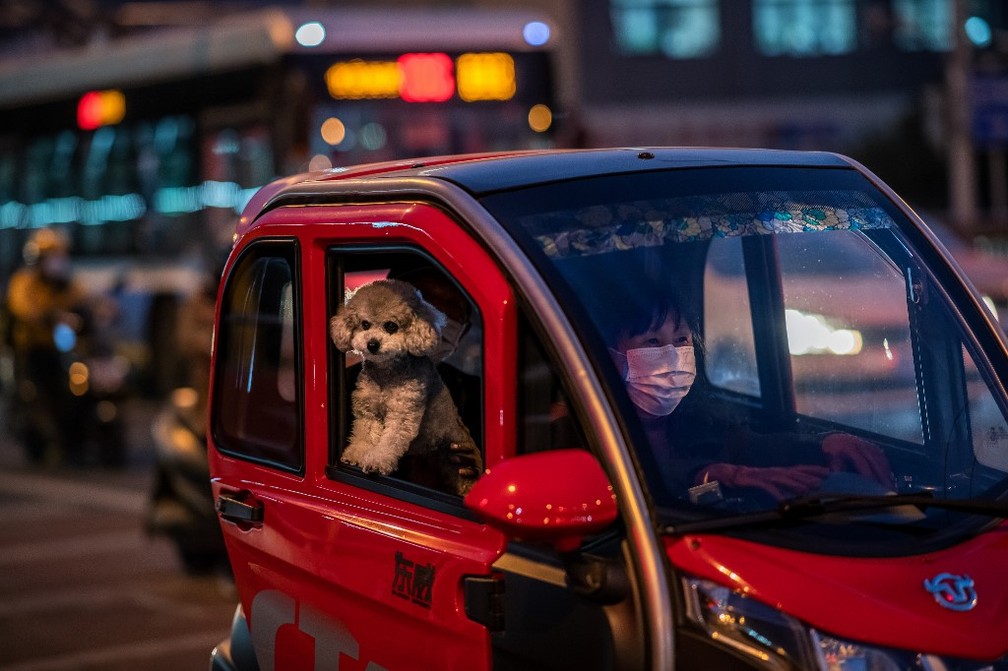 Mulher de máscara para evitar a disseminação da Covid-19 dirige enquanto cachorro olha pela janela em Pequim, na China, no dia 15 de outubro. — Foto: Nicolas Asfouri/AFP