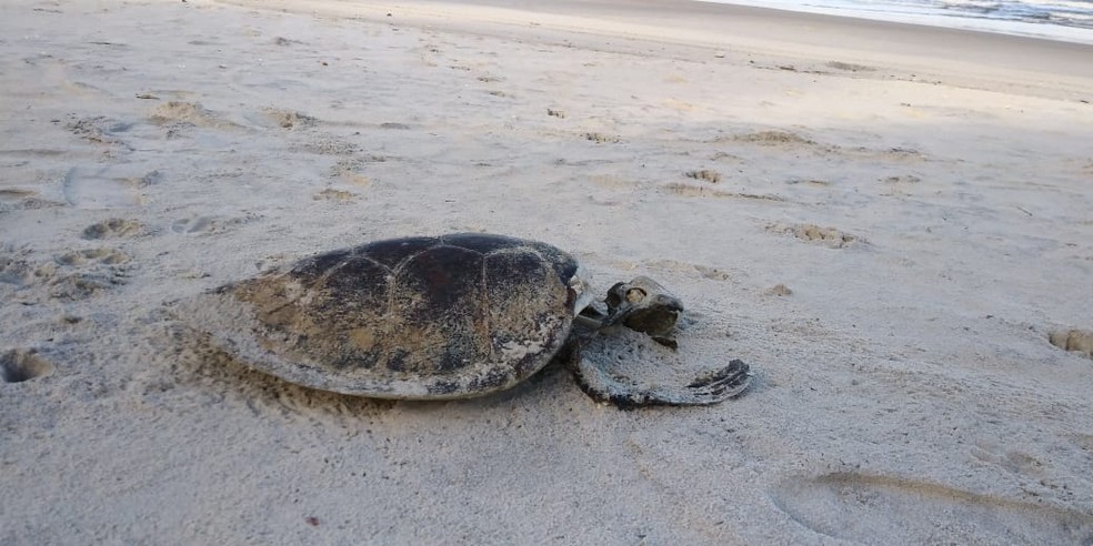 Seis tartarugas são encontradas mortas em praias no sul da Bahia  — Foto: Foto: Projeto (A) MAR/Divulgação