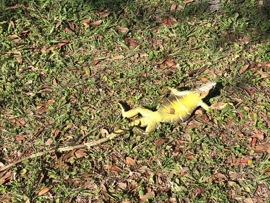 A queda das iguanas (Foto: Reprodução/Twitter)