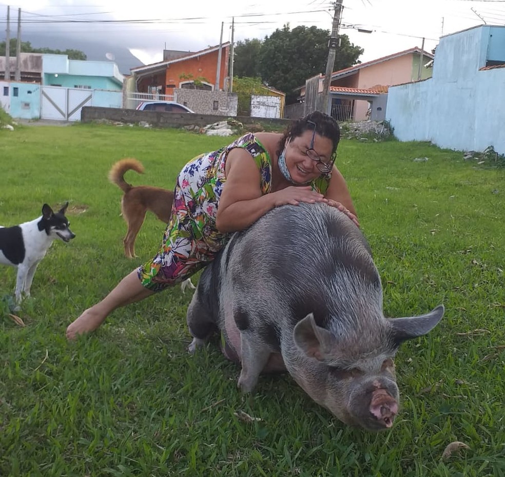 Mulher é enganada ao comprar mini porco em SP e animal chega a 250 kg