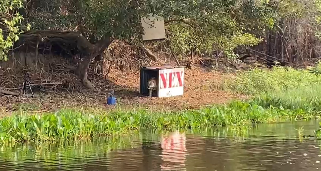 Hoje é dia do Pantanal - Revista Globo Rural