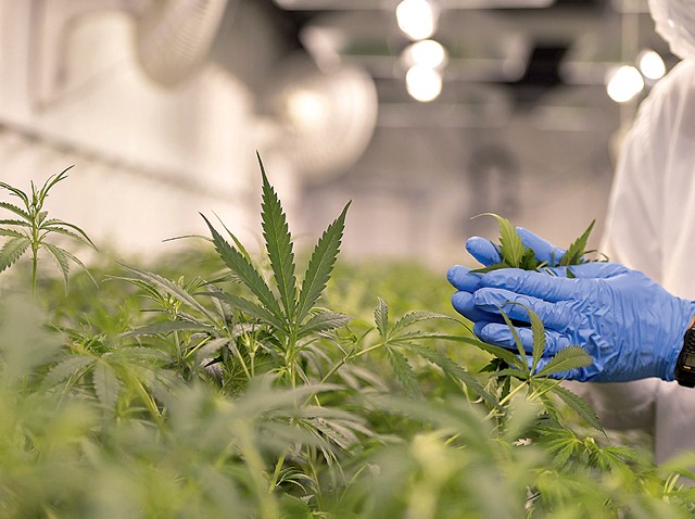 Cultivo de maconha em uma estufa: novos negócios exploram as possibilidades do mercado da cannabis (Foto: Getty Images)