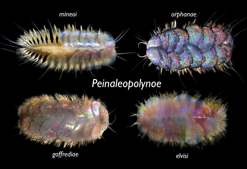 Cientistas encontram novas espécies de minhocas coloridas, são elas: Peinaleopolynoe goffrediae, P. mineoi, P. orfanato e P. elvisi (Foto: Reprodução)