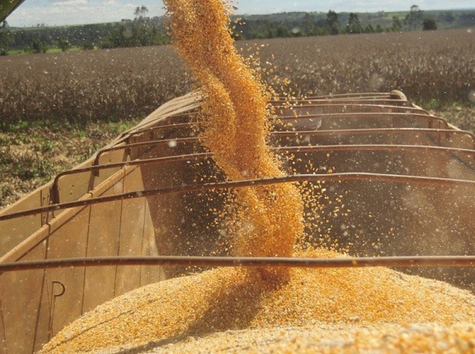 Problemas climáticos no Sul do Brasil determinaram a revisão da safra de milho do Brasil