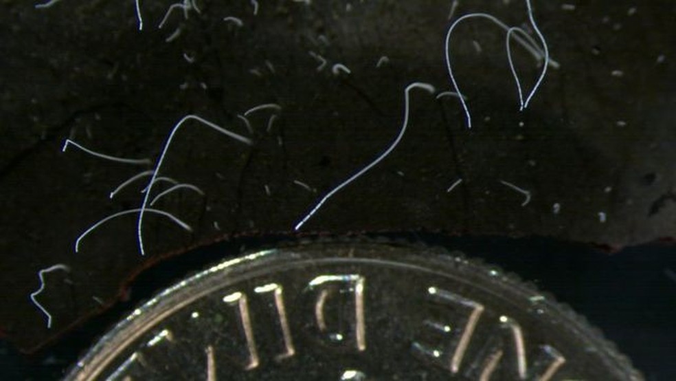 Na imagem, é possível ver a bactéria Thiomargarita magnifica (filamentos brancos) em comparação com uma moeda de 10 centavos de dólar — Foto: BBC/LAWRENCE BERKELEY NATIONAL LABORATORY