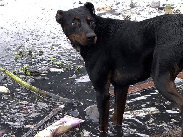 Cão que tira garrafas do Tietê é fêmea e vive com o pessoal que limpa o rio (Foto: Reprodução TV Globo)