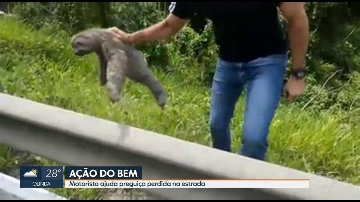 Pregui A Resgatada Enquanto Tentava Atravessar Rodovia No Grande