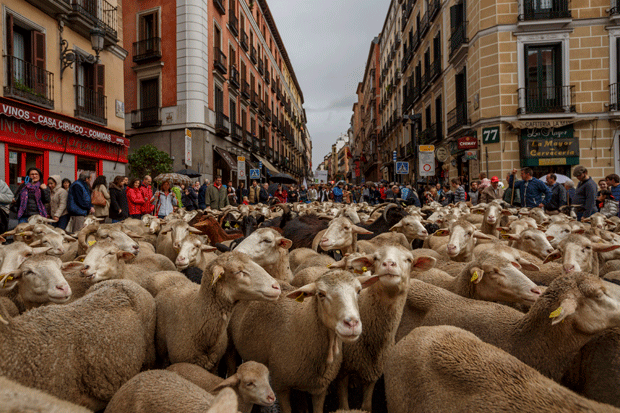 Ovelhas 'invadem' centro de Madri (Foto: Daniel Ochoa de Olza)