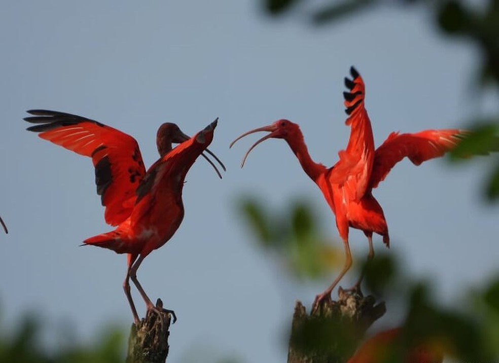 Monitoramento feito por pesquisadores conquiste em observar comportamento das aves — Foto: Edgar Fernandez