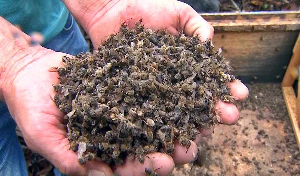 Envenenamento por agrotóxicos matou milhões de abelhas em São Sebastião do Paraíso, aponta laudo — Foto: Reprodução EPTV