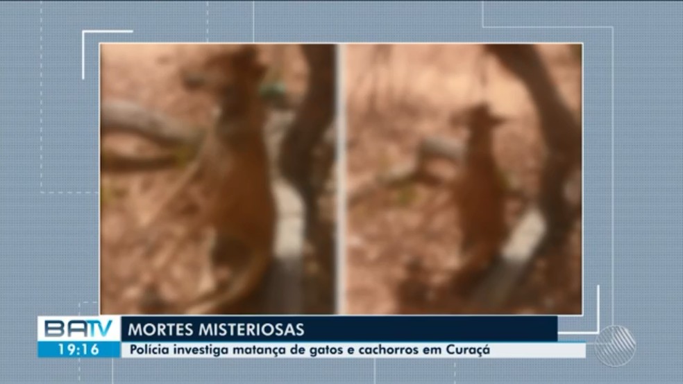 Cachorro foi enforcado em árvore na zona rural do município — Foto: Reprodução/TV São Francisco