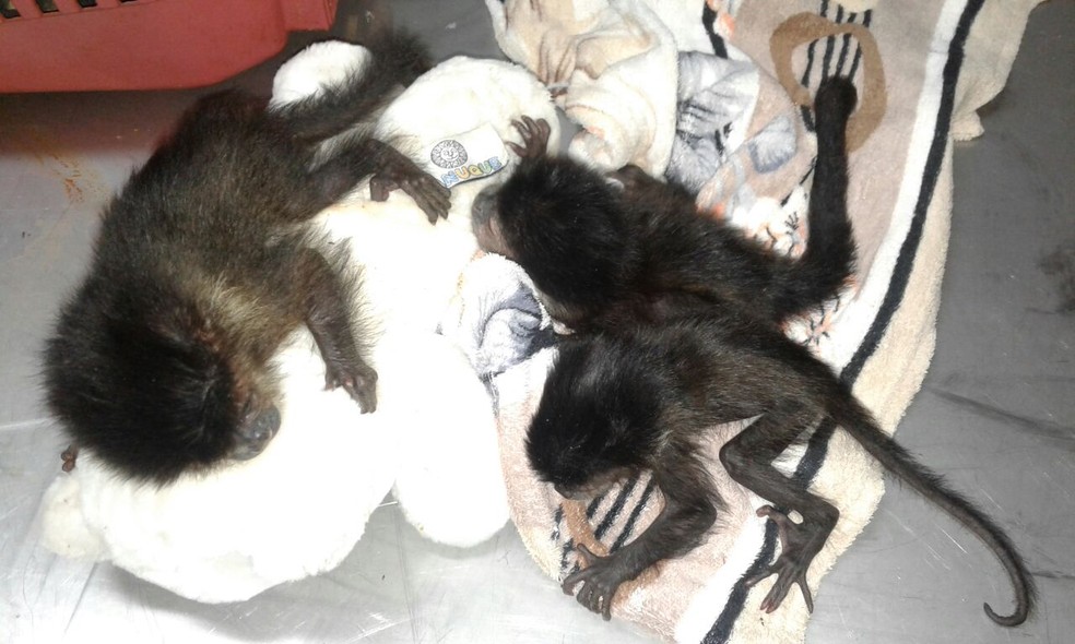 Retirados da mãe, macacos-pregos resgatados em Ourinhos se apegaram a bicho de pelúcia (Foto: Arquivo Pessoal)
