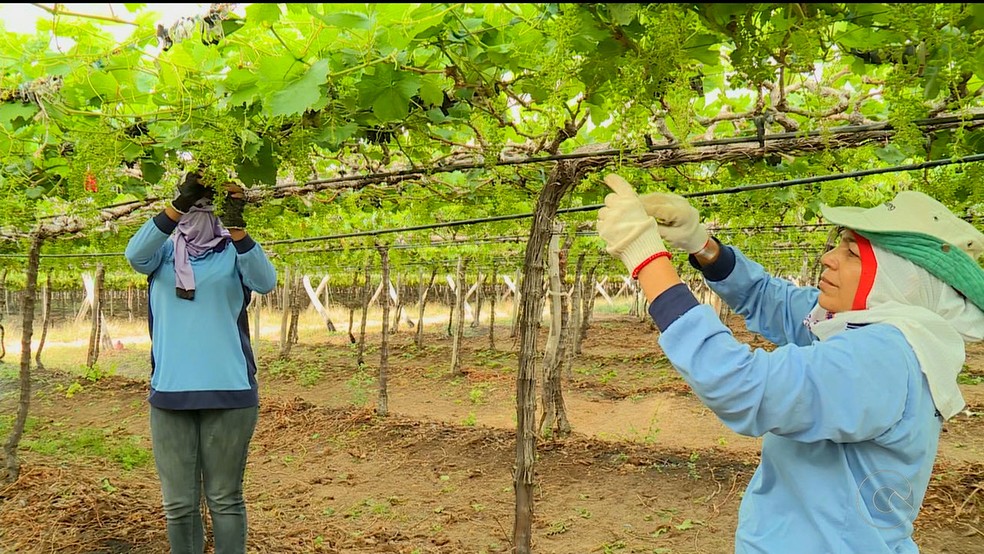 Na agropecuária, produção de uva foi um dos segmentos responsáveis pelo bom desempenho do setor em Pernambuco — Foto: Reprodução/TV Grande Rio