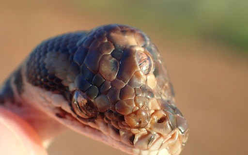 Cobra com duas cabeças é descoberta na África do Sul - Olhar Digital