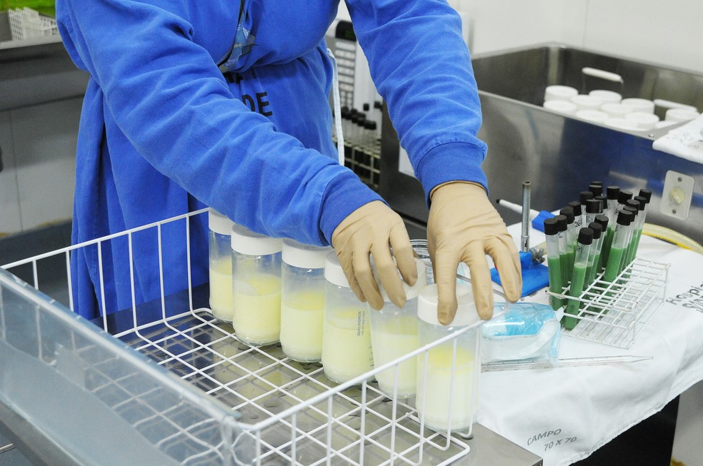 Banco de Leite Materno do DF recebe doação de potes de vidro para o armazenamento de leite — Foto: Breno Esaki/Agência Saúde