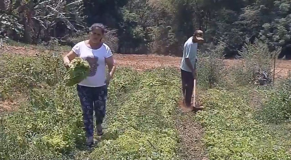 A ex-faxineira Mariana Aparecida Domingues aderiu ao projeto e diz que consegue tirar o sustento da família: "Eu planto, colho e vendo" — Foto: TV TEM/Reprodução
