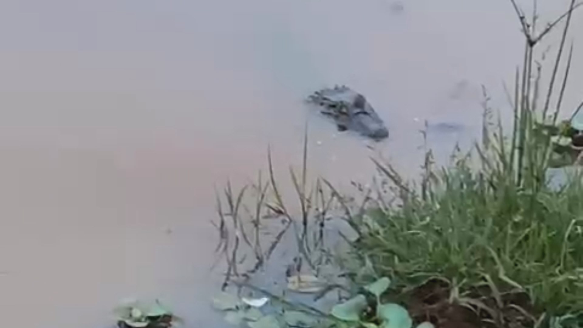 Jacaré é flagrado 'de boa na lagoa' por moradores de Pompéu, MG; veja vídeo