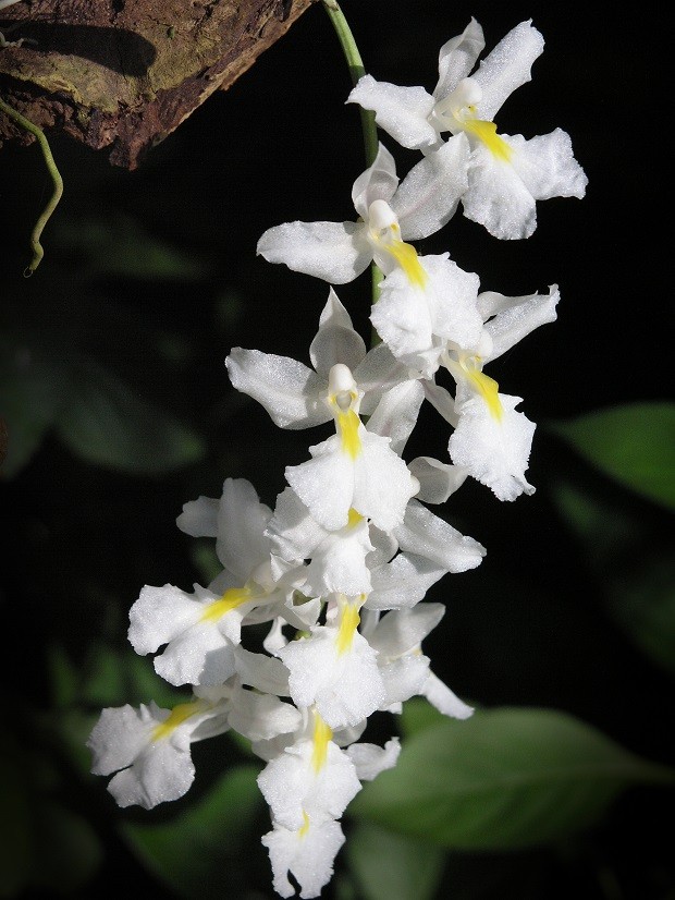 8 tipos de orquídeas que você precisa conhecer (Foto: ThinkStock)