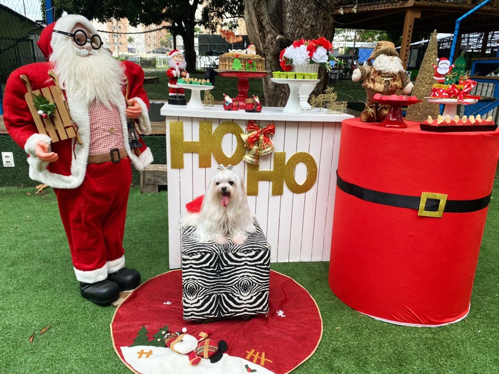 "Cãofraternização" do Clubinho Amor de Maltês em Teresina, Piauí — Foto: Arquivo Pessoal/Amanda Lima