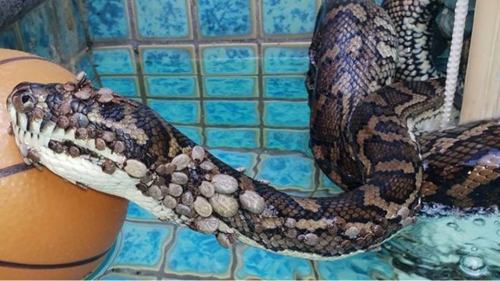 A cobra pÃ­ton, apelidada de Nike, estÃ¡ agora livre dos carrapatos â€” Foto: Tony Harrison/Facebook/BBC