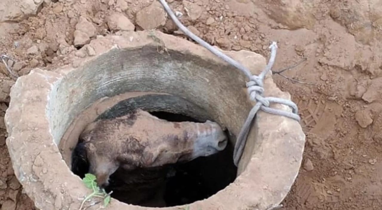 Burro cai dentro de bueiro e é resgatado por bombeiros na Grande Natal