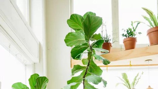 5 plantas com folhagens exuberantes para ter em casa
