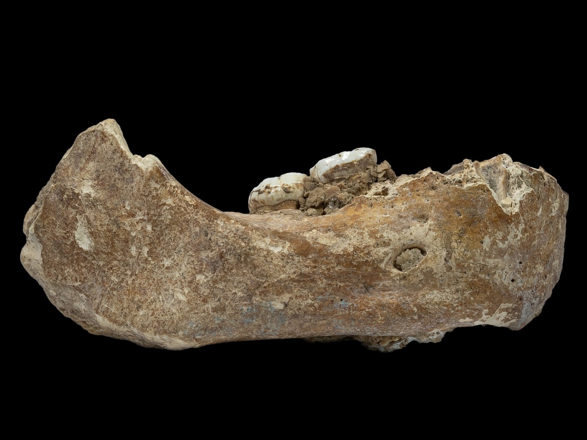 The Xiahe mandible was originally found in 1980 in Baishiya Karst Cave. Researchers say the bone is 160,000 years old and came from a Denisovan (Foto: Dongju Zhang/Lanzhou University)