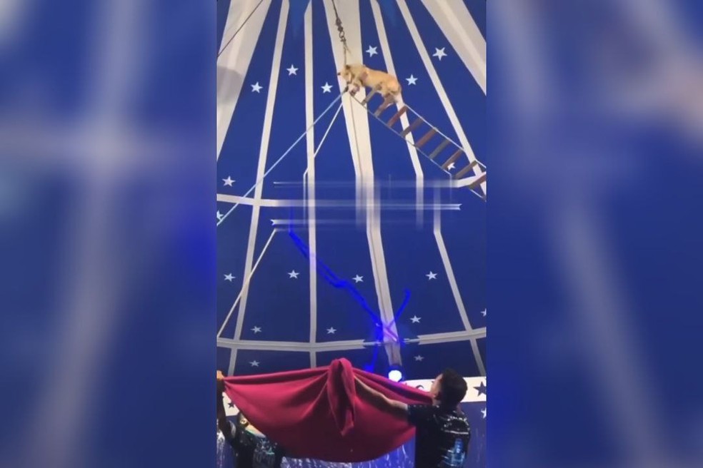 Cachorro pulou do alto de uma escada de cordas em apresentação circense; prática é proibida no Ceará. — Foto: Reprodução