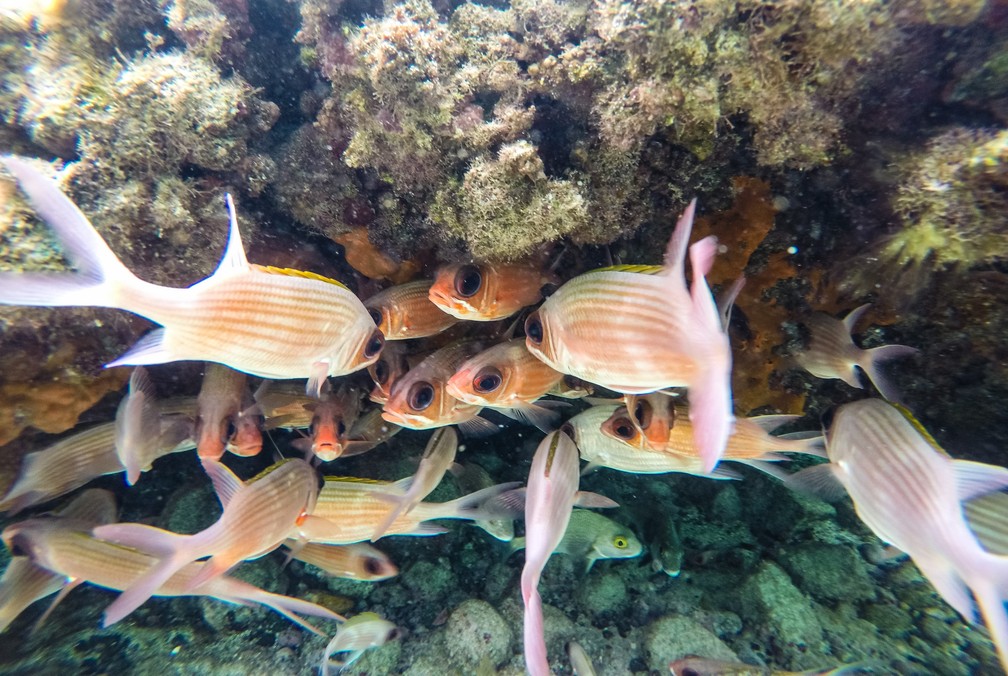 Peixes nadam em cardume na piscina natural do Pontal do Atalaia, em Fernando de Noronha — Foto: Fábio Tito/G1