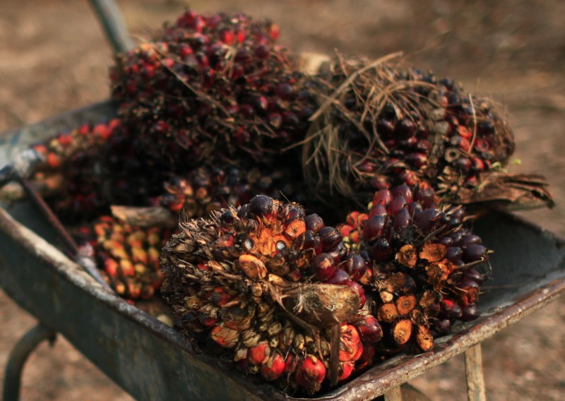 Frutos de óleo de palma em uma fazenda de óleo de palma em Klang, nos arredores de Kuala Lumpur  (Foto: REUTERS/Samsul Said )