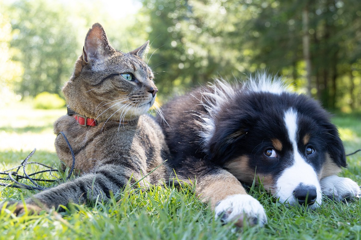 Ser pet friendly é garantir um ambiente confortável e seguro ao animal, e não somente aceitá-lo (Foto:  Unplash/CreativeCommons/Andrew S)
