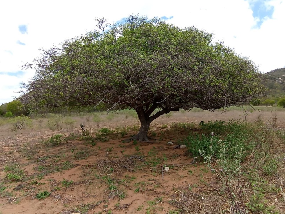 Umbuzeiro é conhecido como a "árvore sagrada do sertão" — Foto: Arquivo pessoal/Adilson Ribeiro