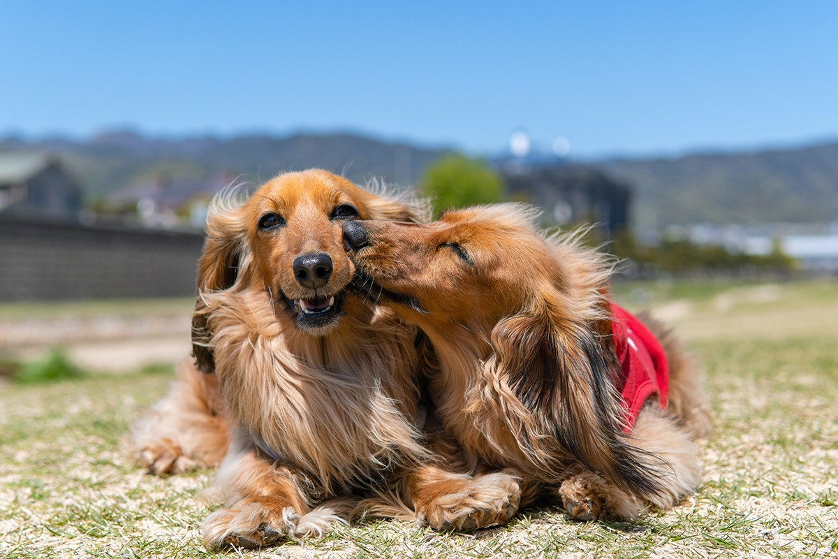 As mudanças comportamentais analisadas pelo estudo se mostraram mais fortes para os cães que tinham uma relação amigável com aquele que morreu (Foto: Unsplash/ Kojirou Sasaki/ CreativeCommons)