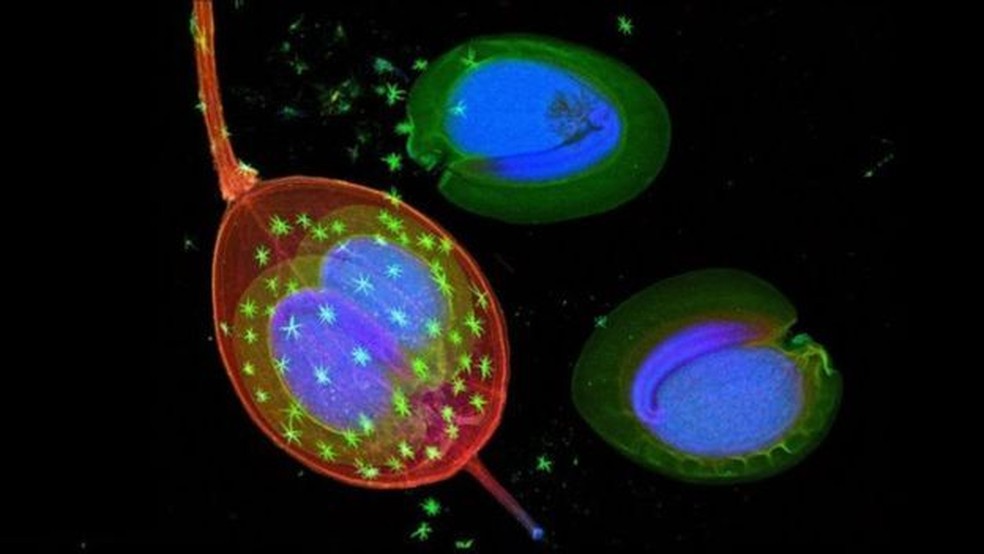 Pesquisadores usaram luz sÃ­ncrotron, criada por um acelerador de partÃ­culas, para analisar estrutura da árvore â€” Foto: Antony van der Ent