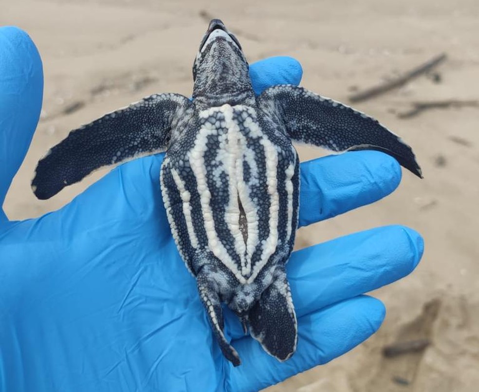 Necropsia constatou que filhote morreu por causa de uma lesão hemorrágica no fígado — Foto: PMP-BS/Univille/Divulgação
