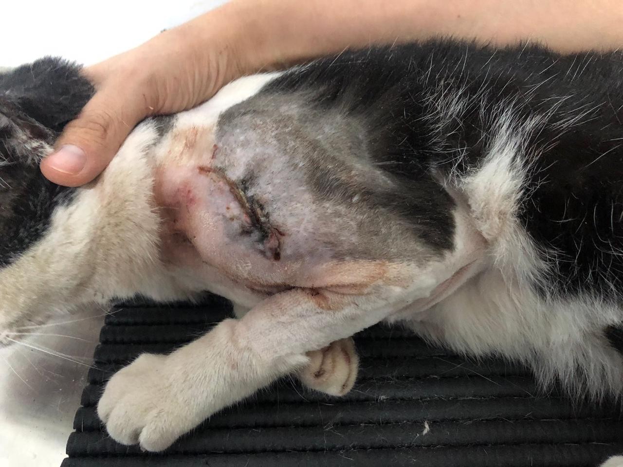 VÍDEO: câmera de segurança flagra cão da raça pitbull atacando gato em Petrolina, PE