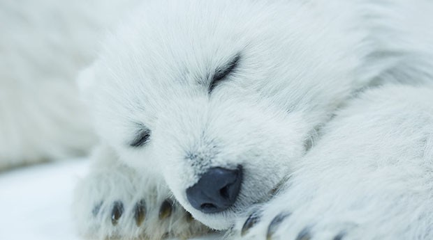 urso-polar (Foto: Divulgação)