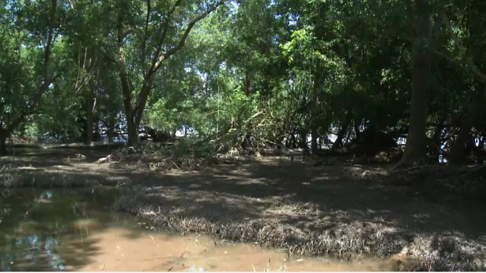 Vegetação de aturiás na orla de Macapá — Foto: Rede Amazônica/Reprodução