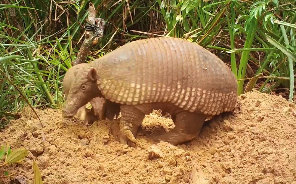 Tatu Canastra E Encontrado No Pantanal Pelo Terra Da Gente Terra Da Gente G1 Você pode encontrar e baixar os vetores de tatu mais populares no freepik. o maior tatu do mundo